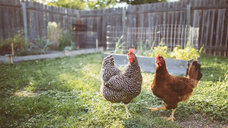 how to handle dirty eggs